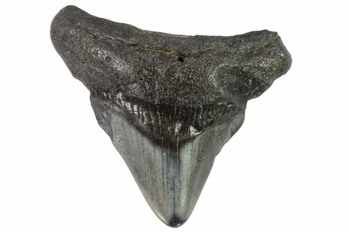 Juvenile Megalodon Tooth - Georgia #90823
